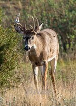 Whitetail October 2022 a-9949.JPG