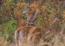 Whitetail August 2017 a-2036.JPG