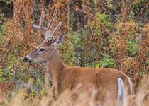 Whitetail August 2017 a-2044.JPG