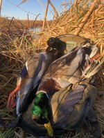 IMG_2757.JPEG