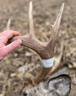 22 buck - Copy.jpg