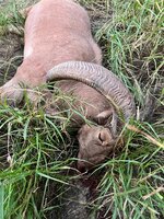 522316EB-4DF2-4F57-BBF2-51874F49B6C5.jpeg 522316EB-4DF2-4F57-BBF2-51874F49B6C5.jpeg