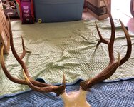 IMG_0703.jpg