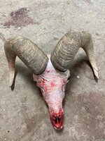 02AD9369-51FF-4481-86B6-2003A4A21823.jpeg