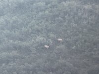 CD62D621-24DF-490A-8302-26DE40111DF4.jpeg