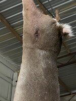 58D9E429-C595-4606-A3D5-03812AC9D8C1.jpeg