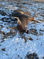 Deer_1.jpg
