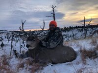 MULE DEER `1.jpg