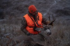 SD Mule Deer.jpg