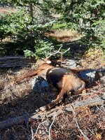 5 5 x5 elk.jpg
