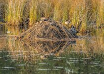 Beaver Lodge October 2022 a-0400.JPG