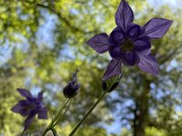 IMG_5705.JPG