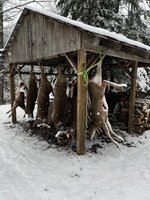 2022.deer.pole.jpg