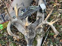 MN Buck 22.2-1.jpg