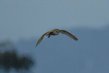 DSC01146A.jpg