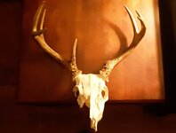 Broken deer skull.jpg
