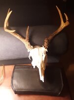 Broken deer skull 2.jpg