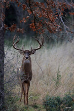 4-IMG_426222.JPG