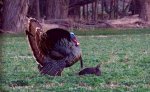 Turkey Pic, 2018--breeding.jpg