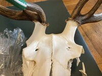 bullmount2.jpg