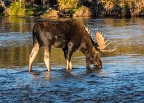 Moose September 2022 a-0301.JPG