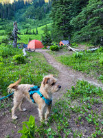 Spider Meadows (15).jpg