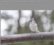 Tufted Titmouse. 7DII. 200mm. 1.4Xv3.png Tufted Titmouse. 7DII. 200mm. 1.4Xv3.png