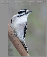 Downy Woodpecker 200mm with 1.4x.png