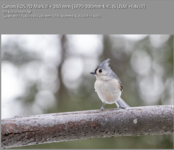 Tufted Titmouse. 7DII. 200mm. 1.4x.png