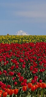 6083555C-9CF2-4276-AD8B-B75D5B4FC0F9.jpeg