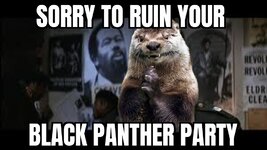 panther pic.jpg