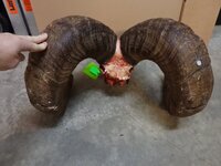 horns.jpg