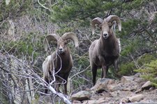 Colorado_Sheep.JPG