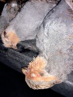 IMG_20221229_174736198.jpg