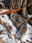 MOJO_Squirrel.jpg