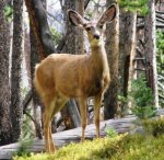 MuleDoe.jpg