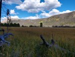 meadow.jpg