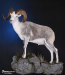 #25 Stone Sheep.jpg