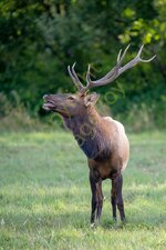 Elk.jpg