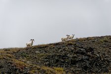 P1010197-1 (Large).jpg