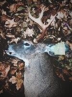 2022 MSP Whitetail Buck.jpg