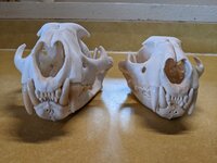 2022 cougar skull.jpg