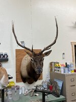 elk mount 2.jpg