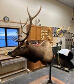 elk mount 4.jpg