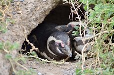DSC_0252.JPG