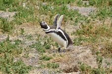DSC_0345.JPG