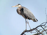 IMG_3645.jpg