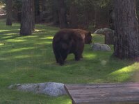 big bear.jpg