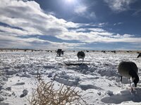 49579D44-CAEF-41F2-8D37-DC0F0AB32285.jpeg