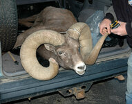 Colorado Ram01.jpg